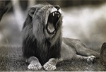 Yawning lion resting in his habitat at Miami Metrozoo