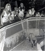 [1960/1970] Ms. Universe contestants looking at a capybara during their photoshoot at Crandon Park Zoo