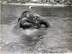 Asian Elephant submerged in pool at habitat in Crandon Park Zoo
