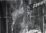 [1960/1980] Reticulated Giraffe giving birth at the Crandon Park Zoo