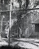 [1960/1980] Reticulated Giraffe giving birth as seen through the fence at Crandon Park Zoo
