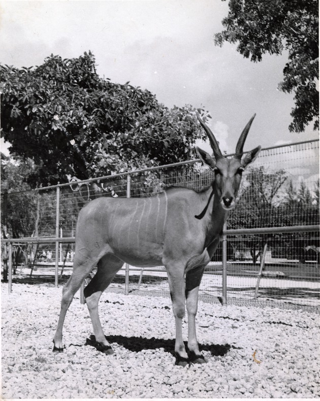 Young Kudu in its enclosure at Crandon Park Zoo