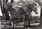 [1960/1980] Two Zebras standing together in enclosure at Crandon Park Zoo