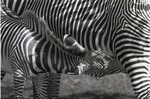 Young zebra suckling from mother at Crandon Park Zoo