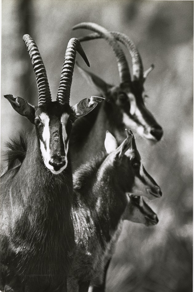 Four Sable antelopes gathered together in habitat at Miami Metrozoo