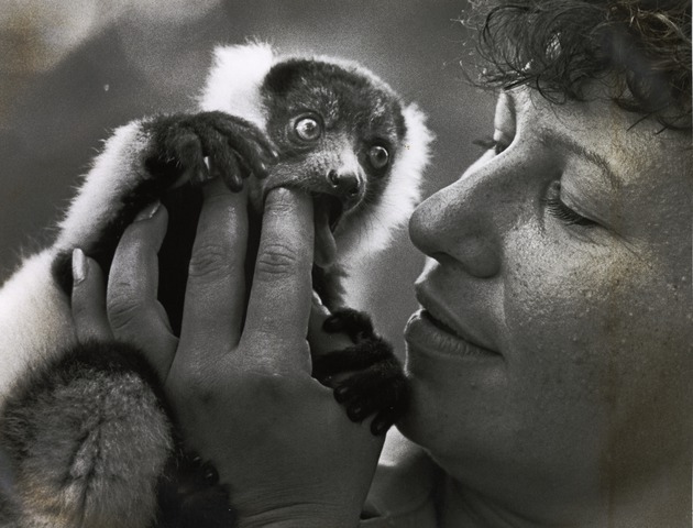 Black and white ruffled Lemur gnawing on Zookeeper Rachel's finger at Miami Metrozoo