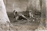 Three lemurs lounging in their habitat at Miami Metrozoo