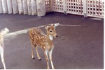 [1980/2000] Chital doe standing at Miami Metrozoo