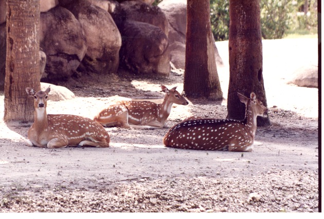 Three Chital deer lying in the shade of the trees in their habitat at Miami Metrozoo