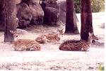 Three Chital deer laying under trees in their habitat at Miami Metrozoo