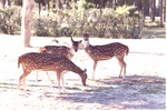 [1980/2000] Three Chital deer grazing in their habitat at Miami Metrozoo