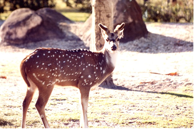 Male Chital deer standing in his habitat at Miami Metrozoo