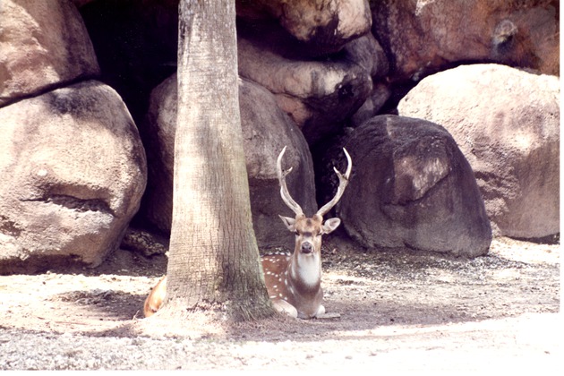 Male Chital deer laying behind a tree in habitat at Miami Metrozoo