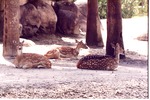 [1980/2000] Three Chital deer lying down resting in habitat at Miami Metrozoo