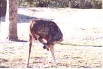 [1980/2000] Chital deer biting at their leg at Miami Metrozoo