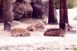 [1980/2000] Three Chital deer resting in their habitat at Miami Metrozoo