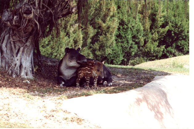 Mountain Tapir and her young in the shadows of the trees in its habitat at Miami Metrozoo