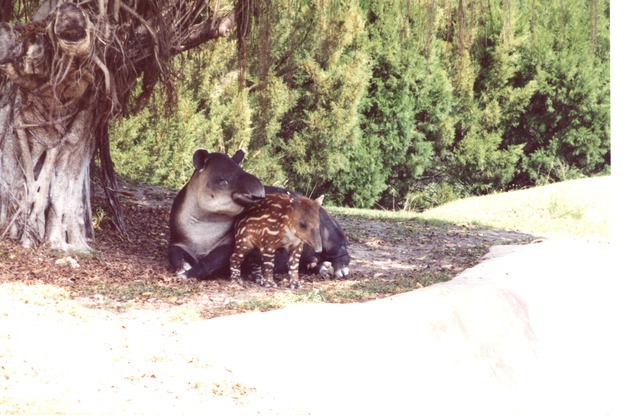 Mountain Tapir and her young in the shadows of the trees at Miami Metrozoo