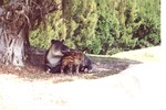 [1980/2000] Mountain Tapir and her young in the shadows of the trees at Miami Metrozoo
