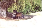[1980/2000] Mountain Tapir and her young in the shadows of a tree at Miami Metrozoo