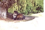 [1980/2000] Mountain Tapir and her young in the shadows in its habitat at Miami Metrozoo