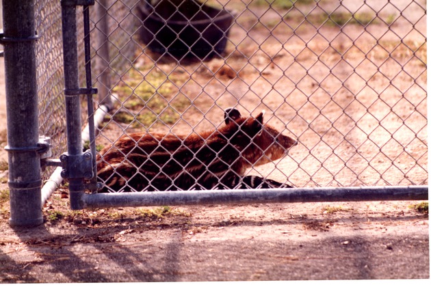 Young mountain Tapir resting against chain link fence of enclosure at Miami Metrozoo