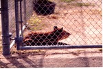 [1980/2000] Young mountain Tapir resting against chain link fence of enclosure at Miami Metrozoo