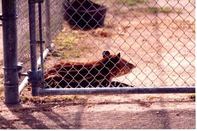 Young mountain Tapir laying against chain link fence of enclosure at Miami Metrozoo