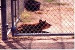 [1980/2000] Young mountain Tapir laying against chain link fence of enclosure at Miami Metrozoo