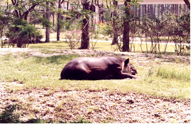 Mountain Tapir lying down in habitat at Miami Metrozoo