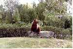 Brown bear resting on rock in habitat at Miami Metrozoo