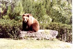 [1980/2000] Brown bear gazing at camera seated on rock in habitat at Miami Metrozoo