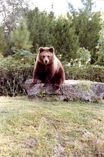 Brown bear seated on rock staring at the camera at Miami Metrozoo