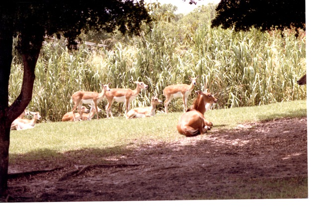 Herd of female Blackbuck antelope at Miami Metrozoo