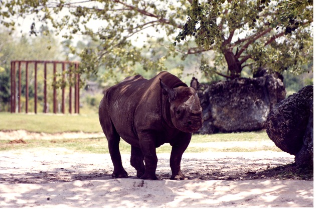Endangered Eastern Black Rhinoceros in the shade at Miami Metrozoo