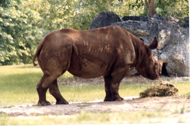 Eastern Black Rhinoceros eating hay in habitat at the Miami Metrozoo