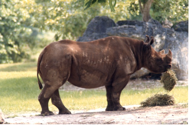 Eastern Black Rhinoceros eating from a pile of hay at Miami Metrozoo