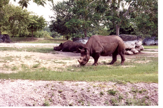 Two Eastern Black Rhinoceroses in their habitat at Miami Metrozoo