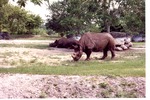 [1980/2000] Two Eastern Black Rhinoceroses in their habitat at Miami Metrozoo