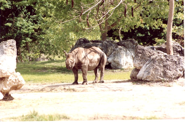 Eastern Black Rhinoceros standing in habitat at Miami Metrozoo