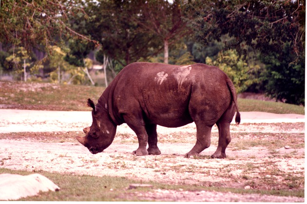 Eastern Black Rhinoceros sniffing around habitat at Miami Metrozoo