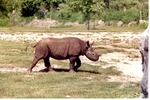 Young Eastern Black Rhinoceros running through habitat at Miami Metrozoo