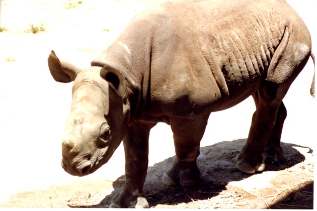 Close up of young Eastern Black Rhinoceros at Miami Metrozoo