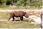 [1980/2000] Young Eastern Black Rhinoceros galloping through habitat at Miami Metrozoo