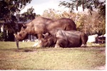 [1980/2000] Two Eastern Black Rhinoceroses relaxing in habitat being visited by a Floridian egret at Miami Metrozoo