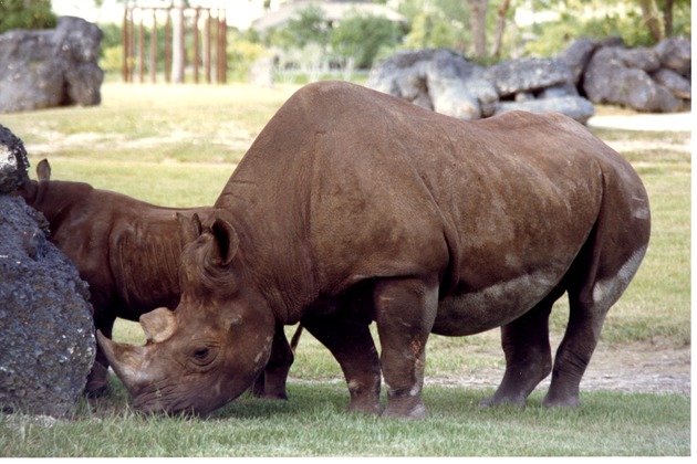 Eastern Black Rhinoceros and her young in habitat at Miami Metrozoo