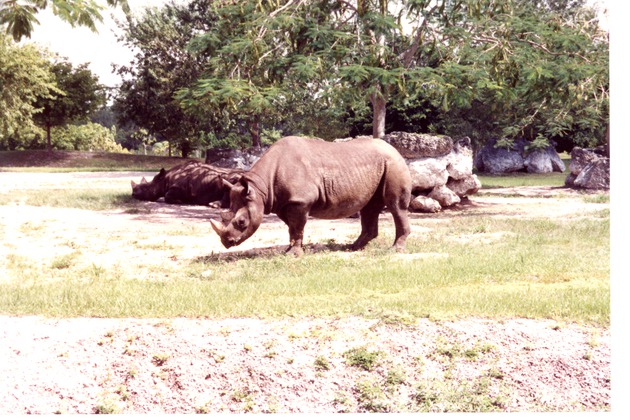 Eastern Black Rhinoceroses exploring their habitat at Miami Metrozoo