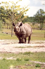 Portrait photo of Eastern Black Rhinoceros walking around enclosure at Miami Metrozoo