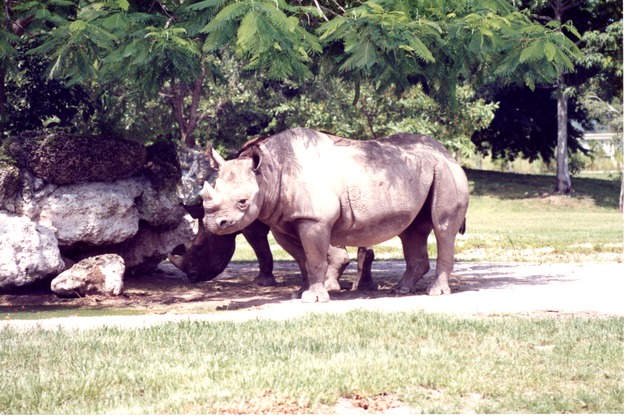 Two eastern Black Rhinoceroses in the shade of their habitat trees at Miami Metrozoo