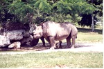 Two eastern Black Rhinoceroses in the shade of their habitat trees at Miami Metrozoo